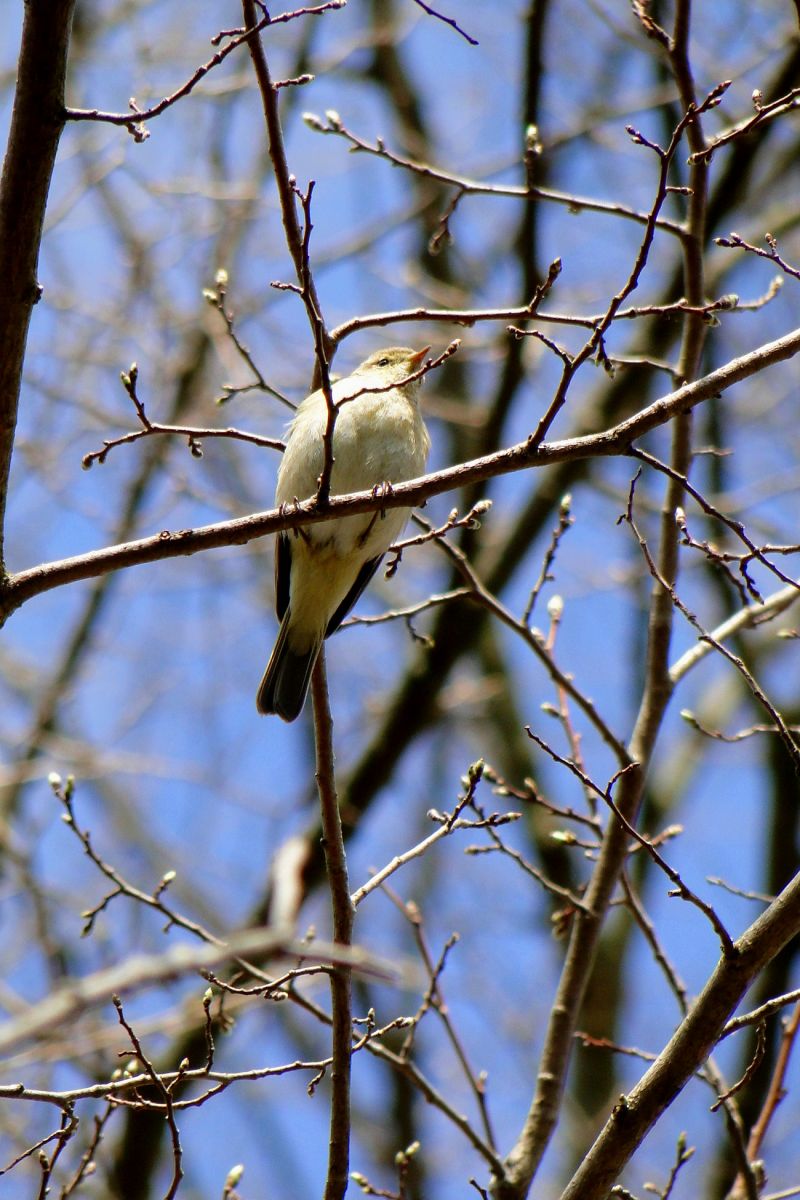 Phylloscopus collybita