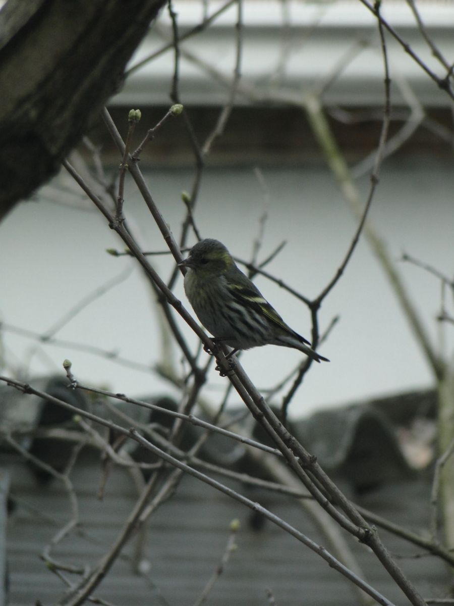 Csíz - Carduelis spinus