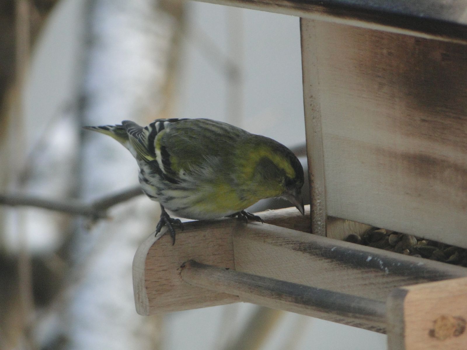 Csíz - Carduelis spinus