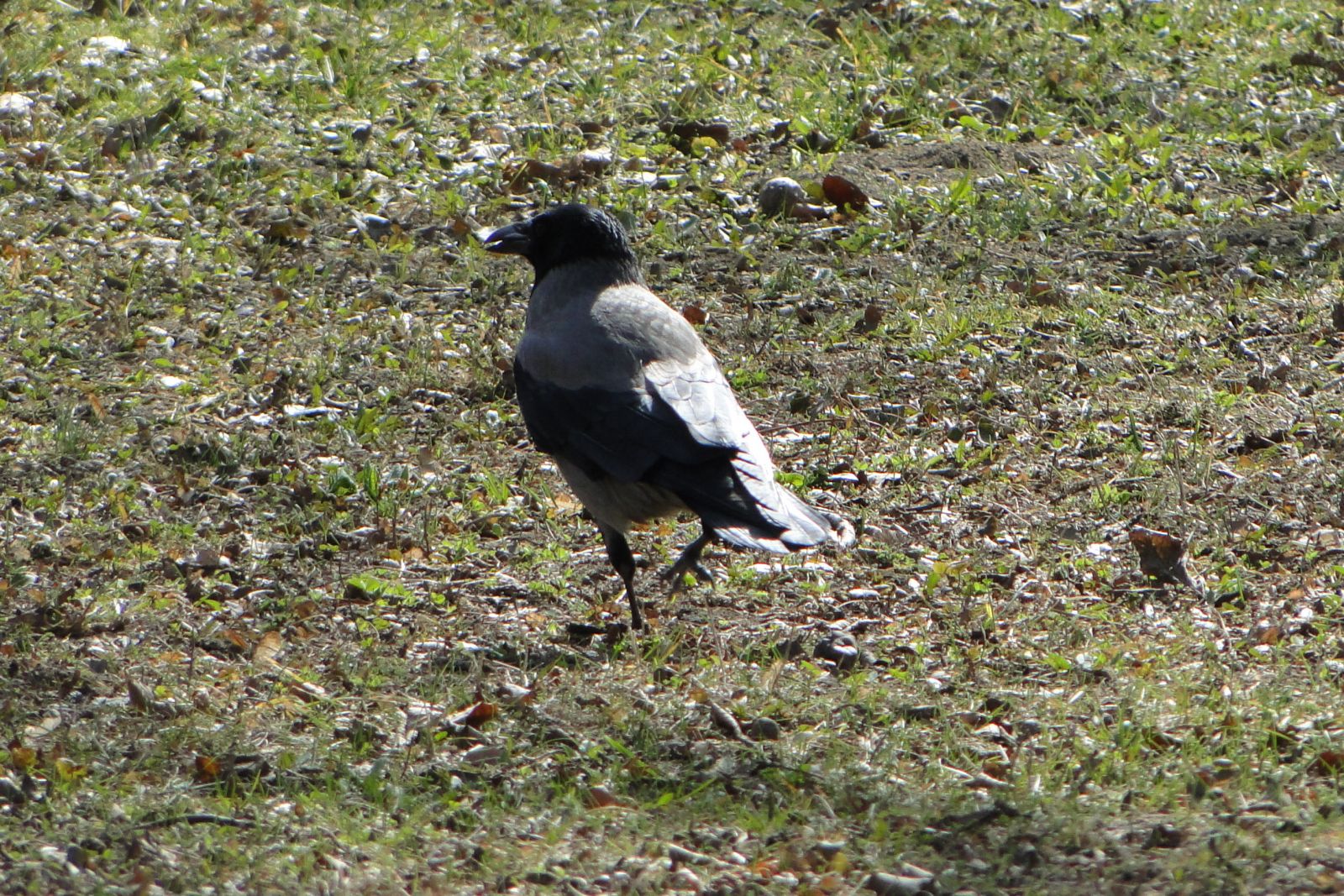 Dolmányos varjú - Corvus cornix