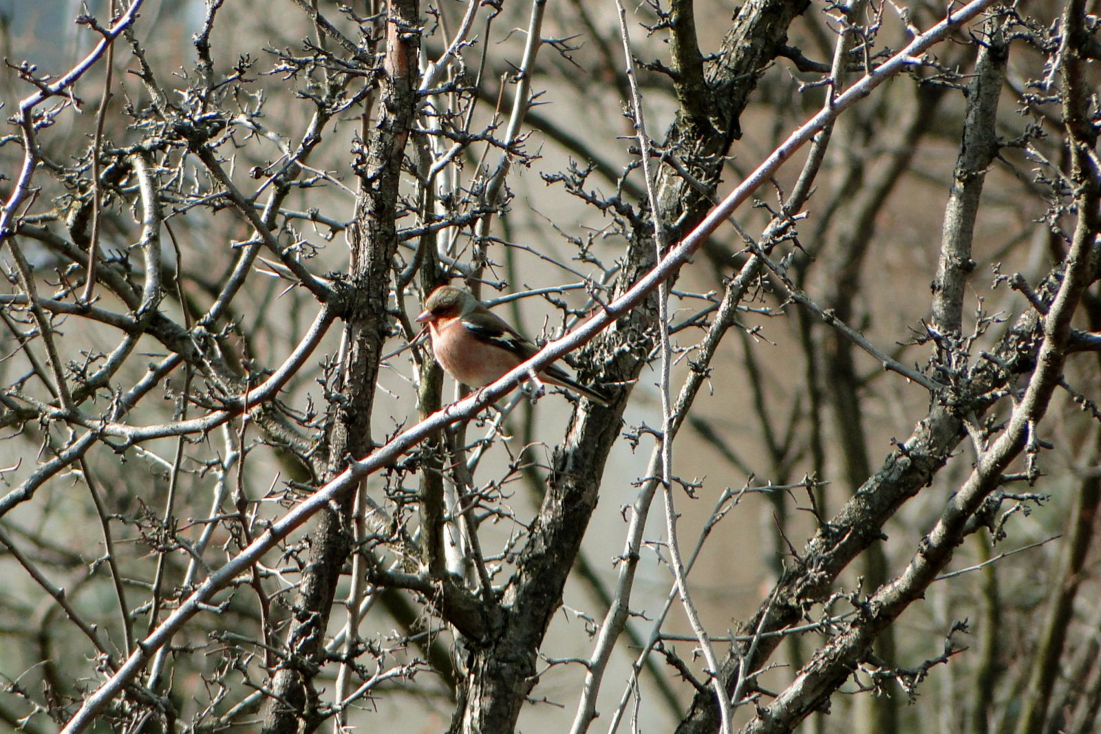 Erdei pinty - Fringilla coelebs