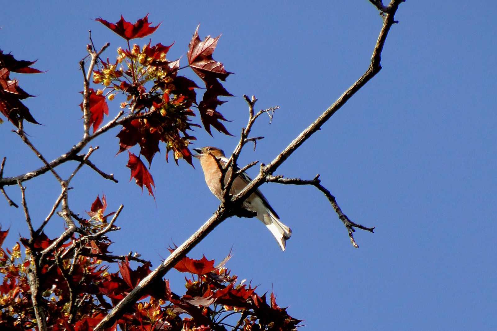 Erdei pinty - Fringilla coelebs