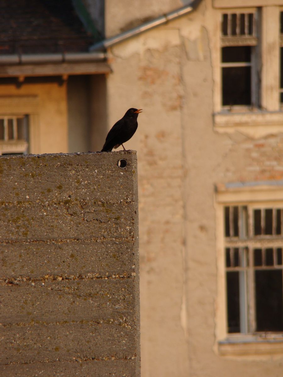 Fekete rigó - Turdus merula