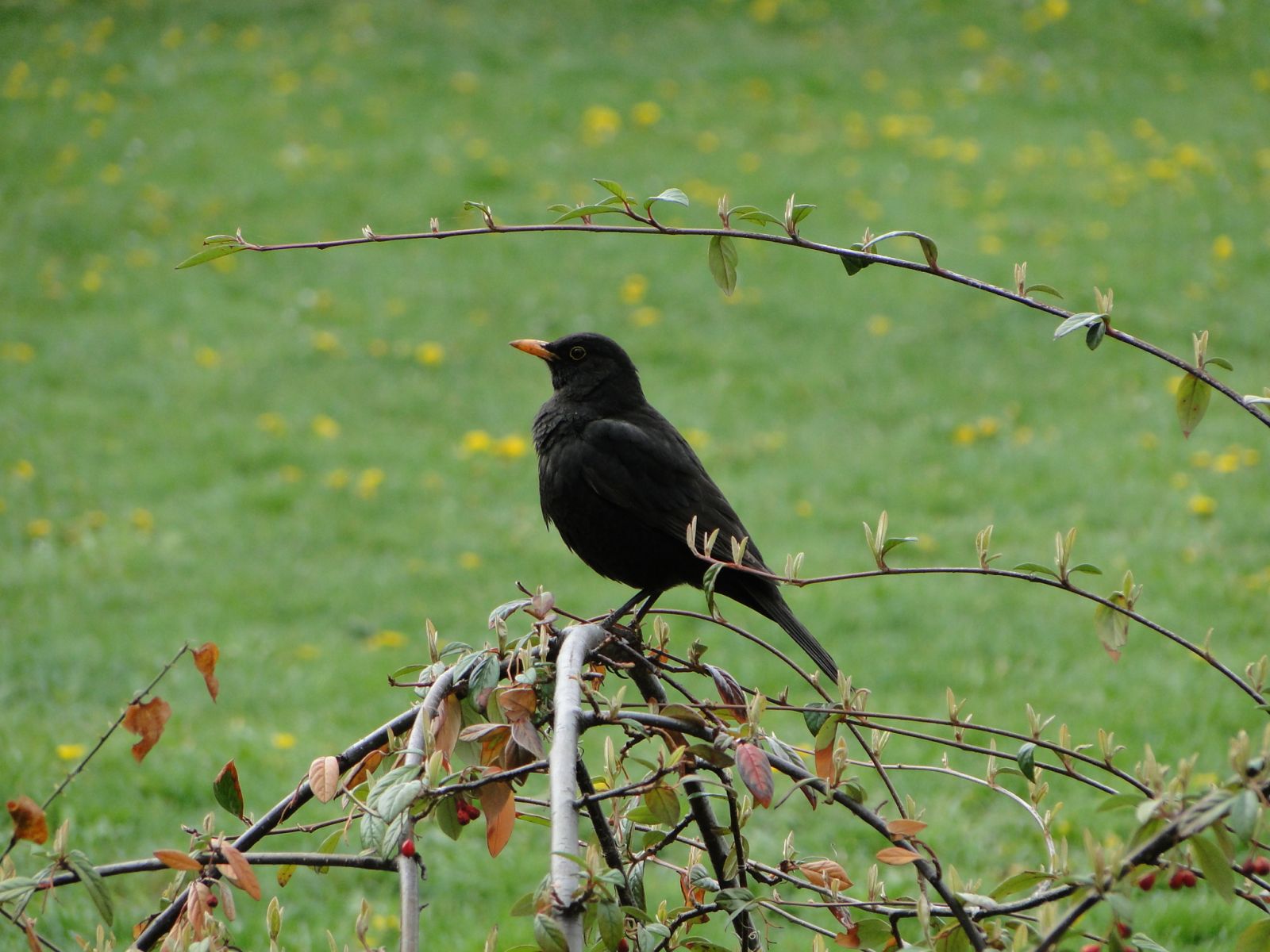 Fekete rigó - Turdus merula