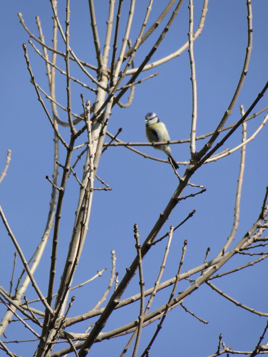 Kék cinege - Parus caeruleus