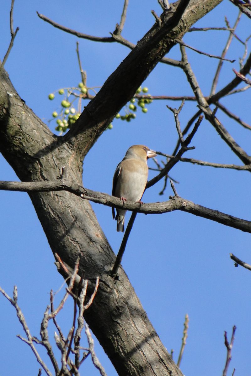 Meggyvágó - Coccothraustes coccothraustes