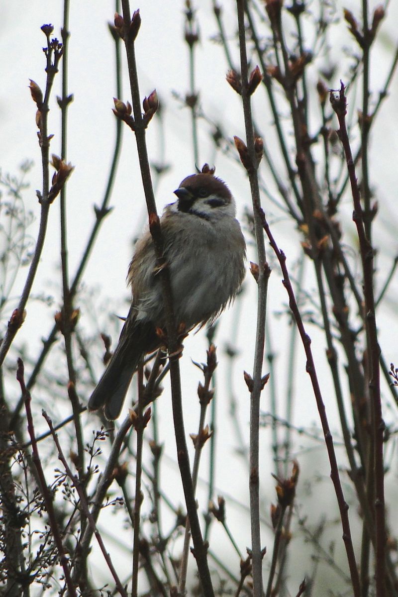 Mezei veréb - Passer montanus