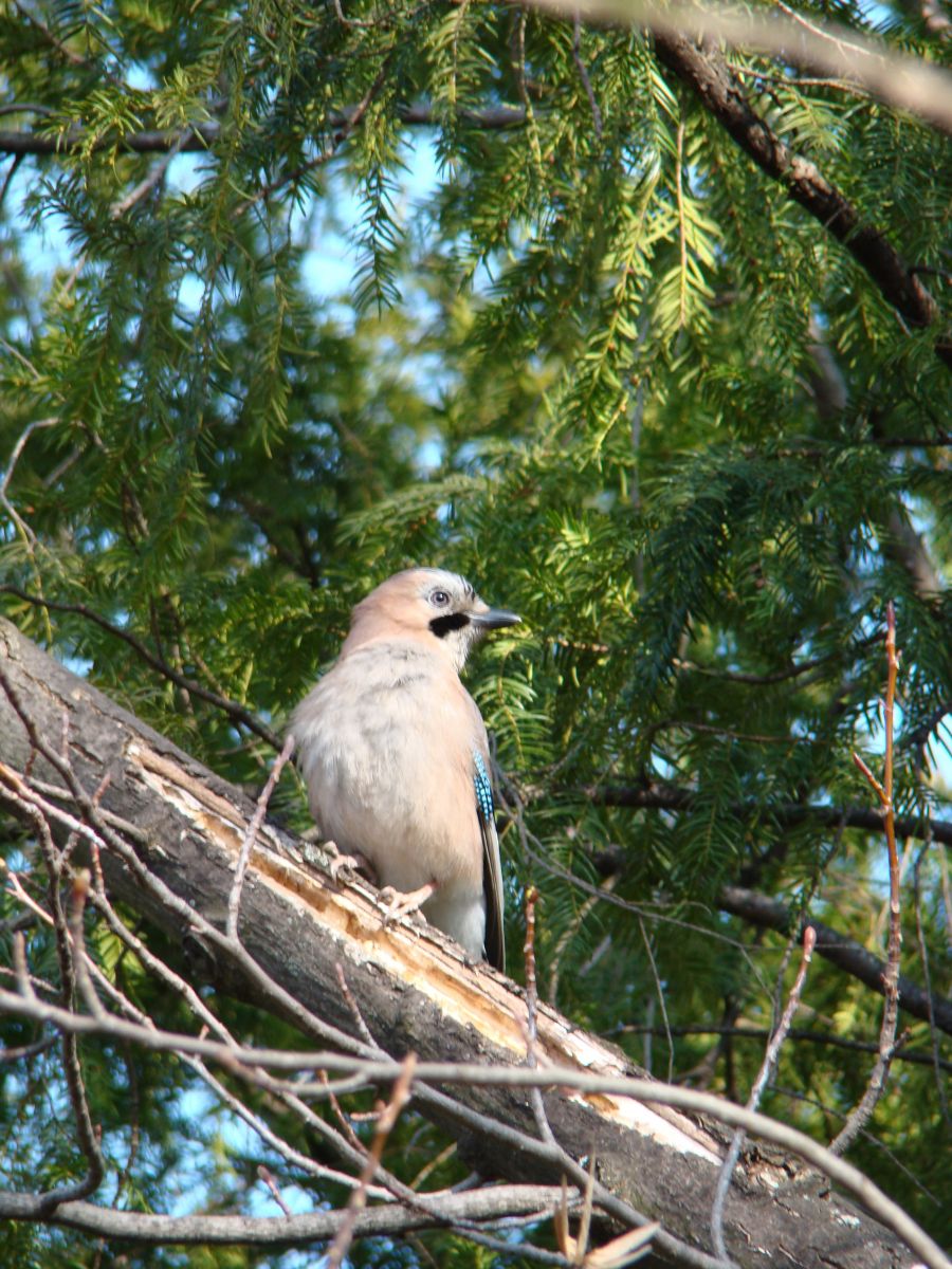 Szajkó - Garrulus glandarius