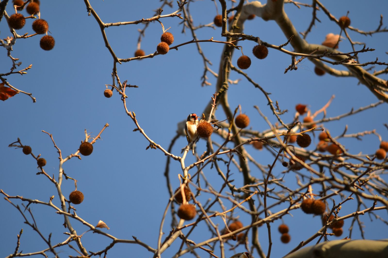 Tengelic - Carduelis cardeulis