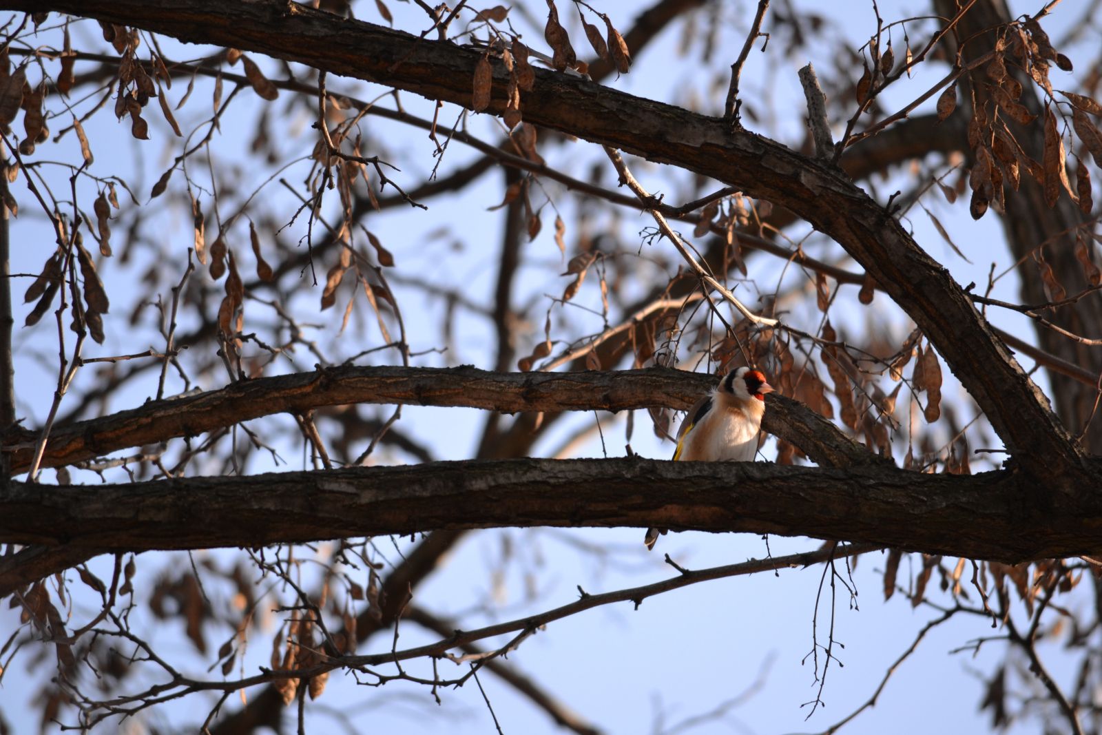 Tengelic - Carduelis cardeulis