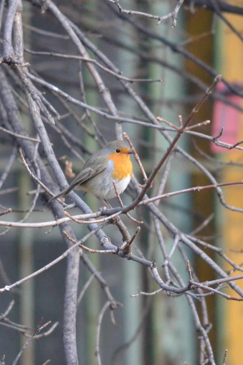 Erithacus rubecula