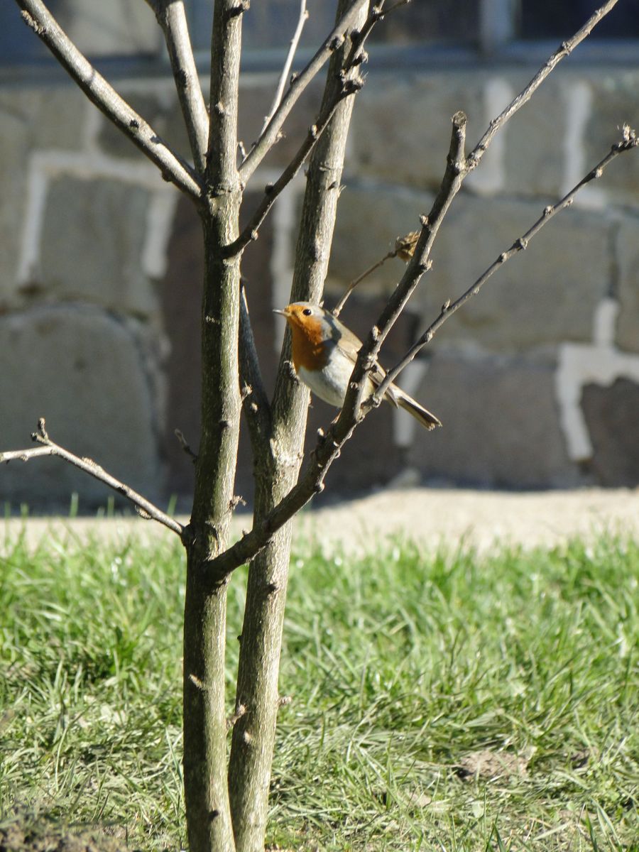 Erithacus rubecula