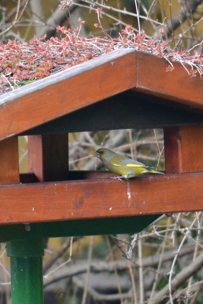 Zöldike - Carduelis chloris