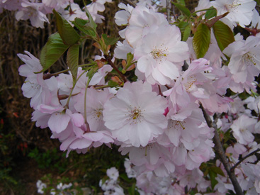 Prunus 'Accolade'