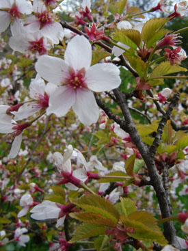 Prunus pseudocerasus