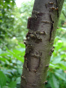 Prunus serrula