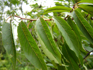 Prunus serrula