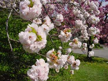 Prunus serrulata 'Ichiyo'