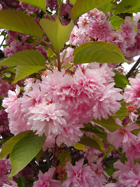 Prunus serrulata 'Kanzan'