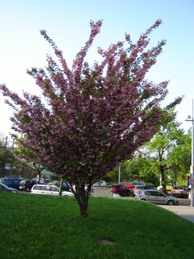 Prunus serrulata 'Kanzan'