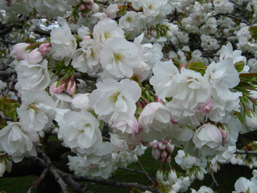 Prunus serrulata 'Shirotae'