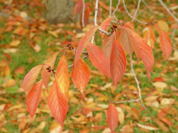 Prunus serrulata 'Ukon'