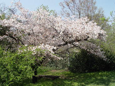 Prunus serrulata var. hupehensis