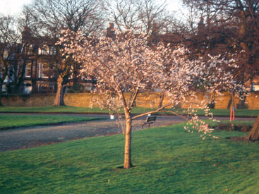 Prunus subhirtella 'Autumnalis'