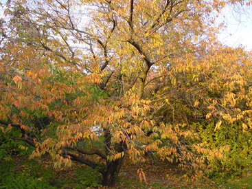 Prunus subhirtella 'Autumnalis'