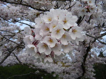 Prunus × yedoënsis