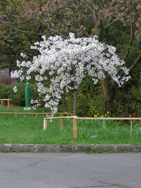 Prunus × yedoënsis 'Moerheimii'