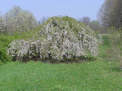 Prunus × yedoënsis 'Shid…hidare-yoshino' fajtája