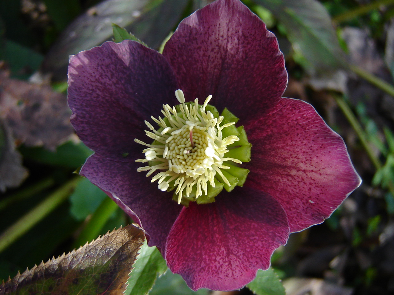 Helleborus purpurascens Walldst. et Kit.