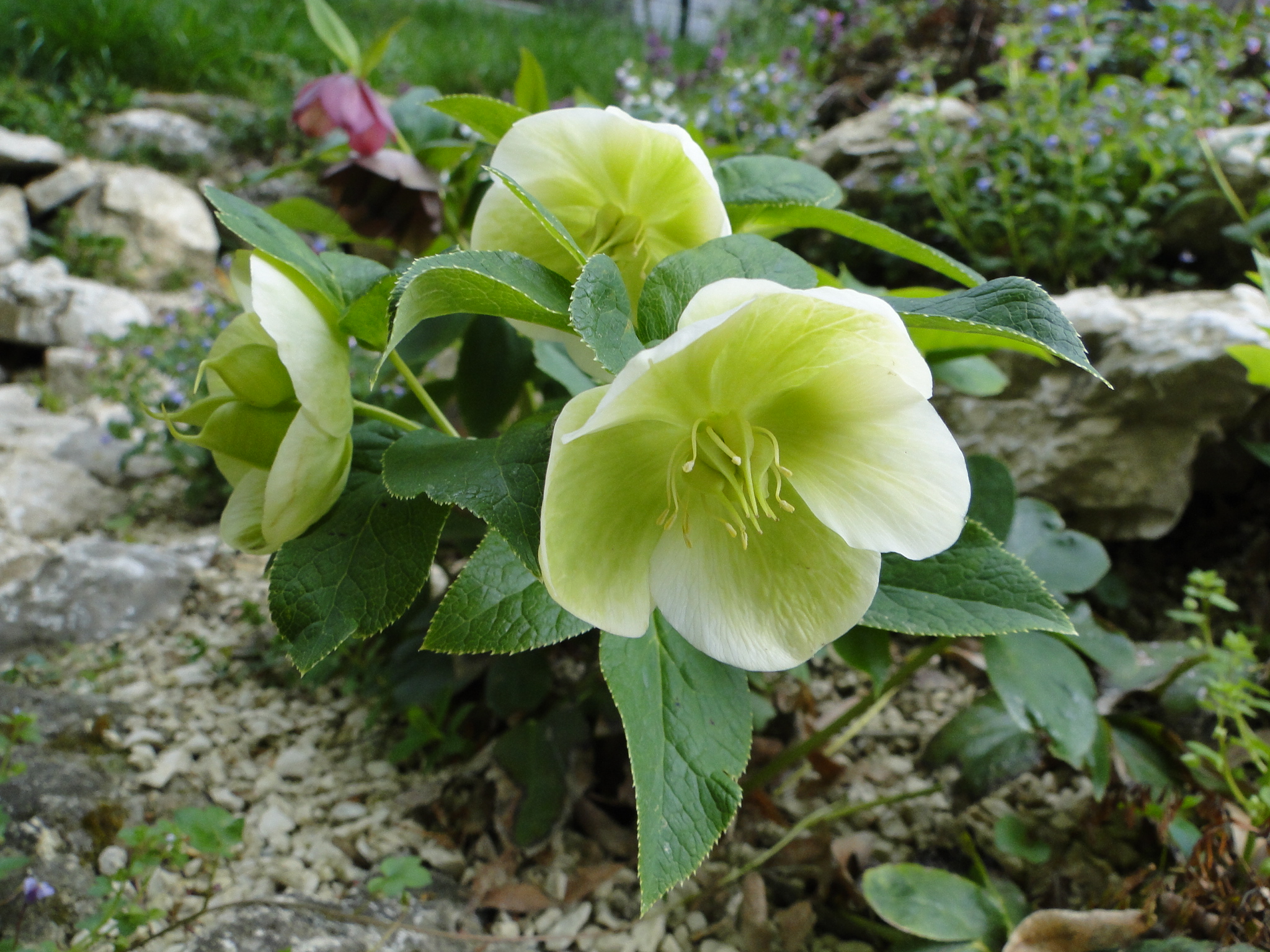 Helleborus odorus