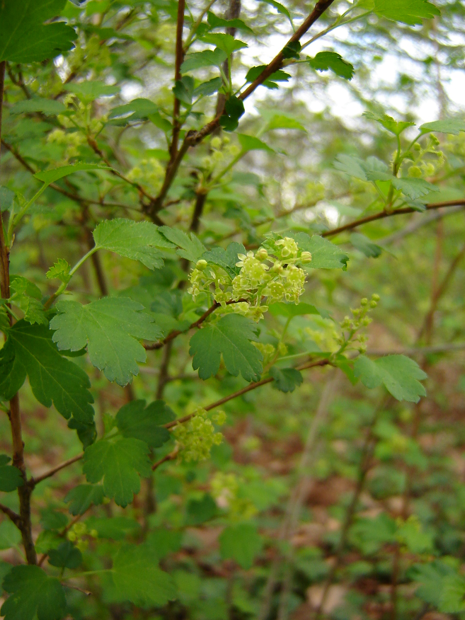 Ribes alpinum L.