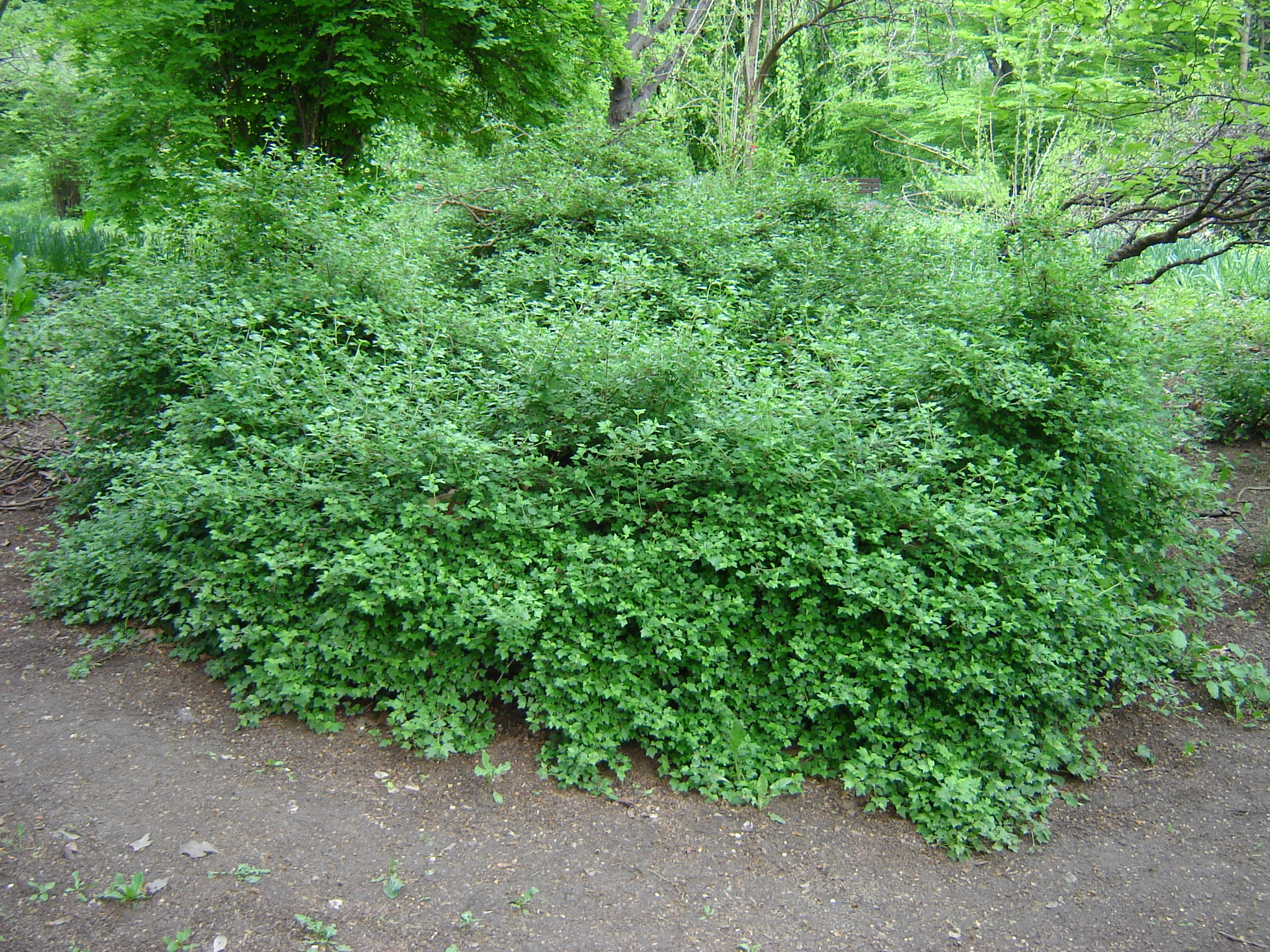 Ribes alpinum L.