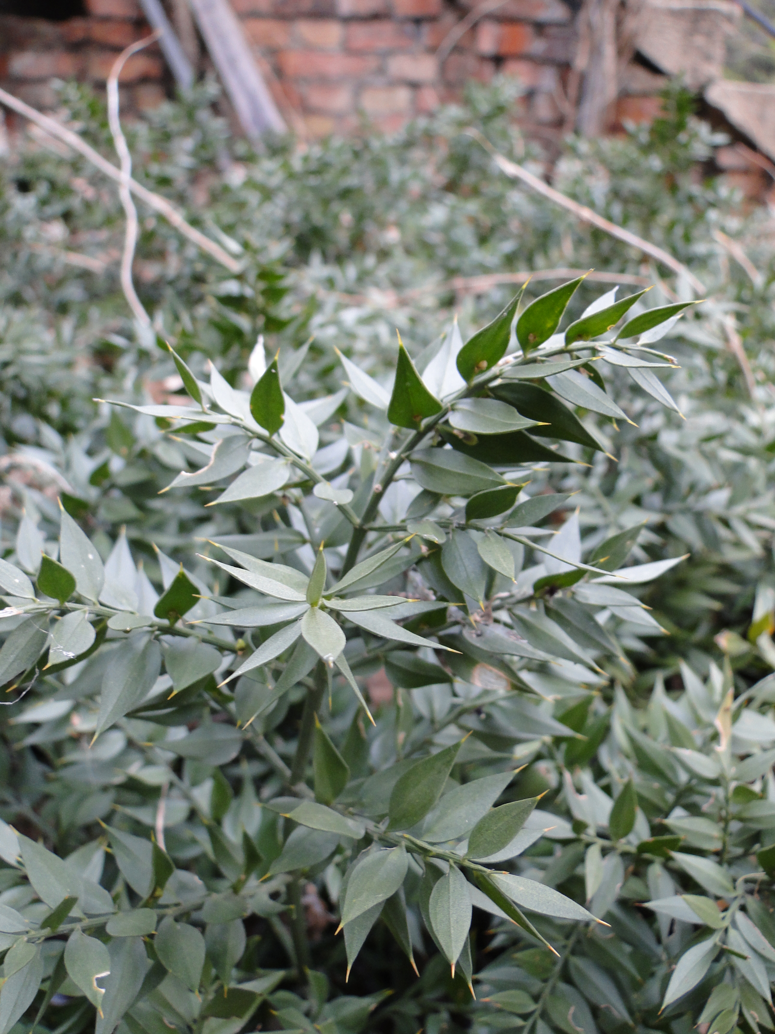 Ruscus aculeatus L.