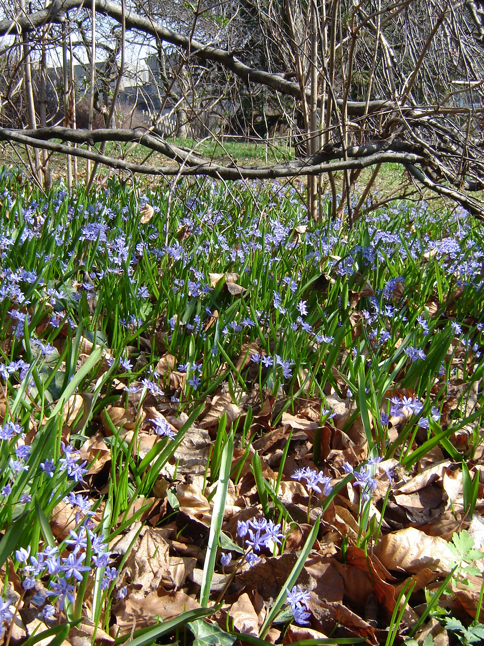 Scilla bifolia L.