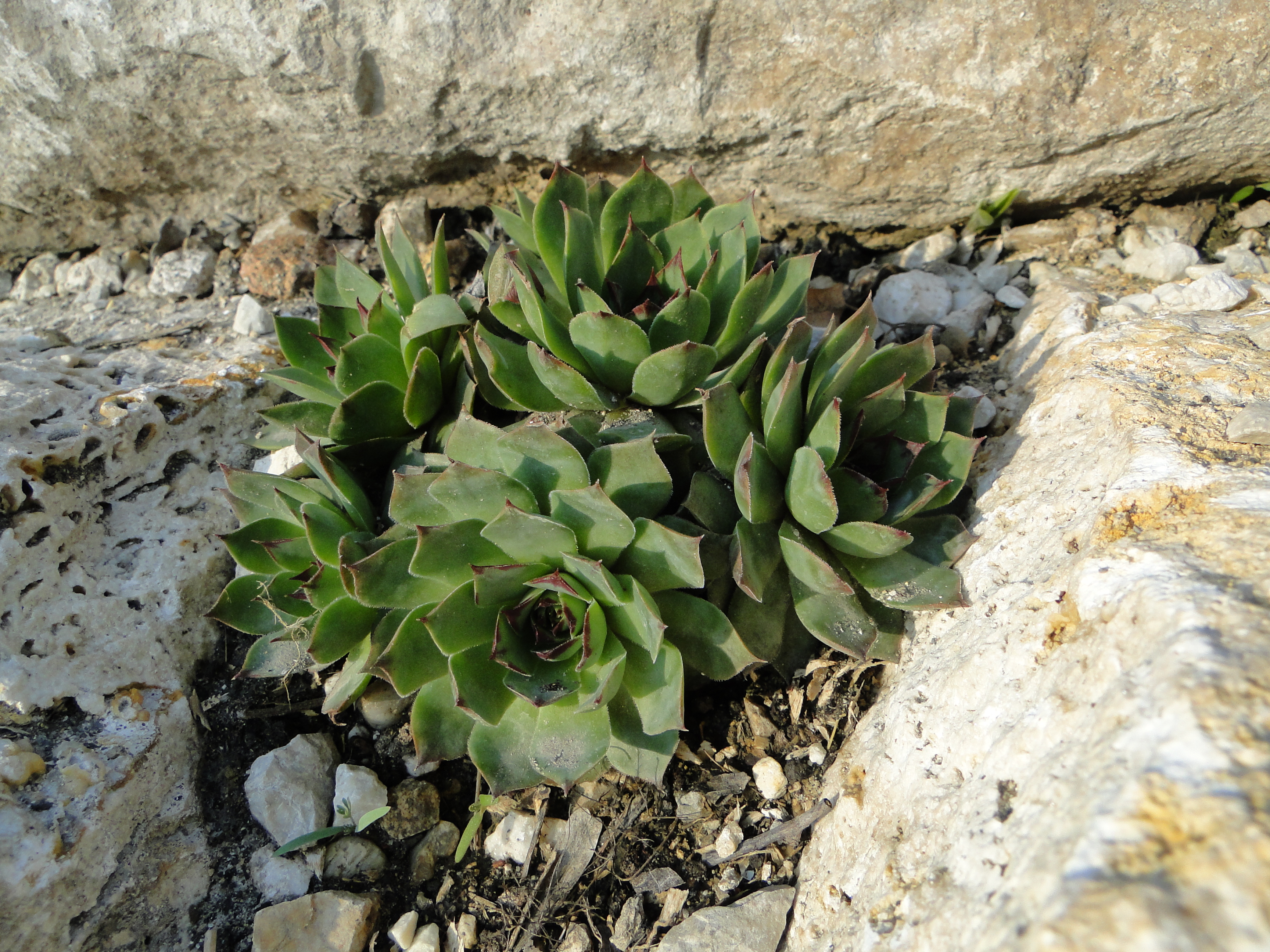 Sempervivum tectorum L.