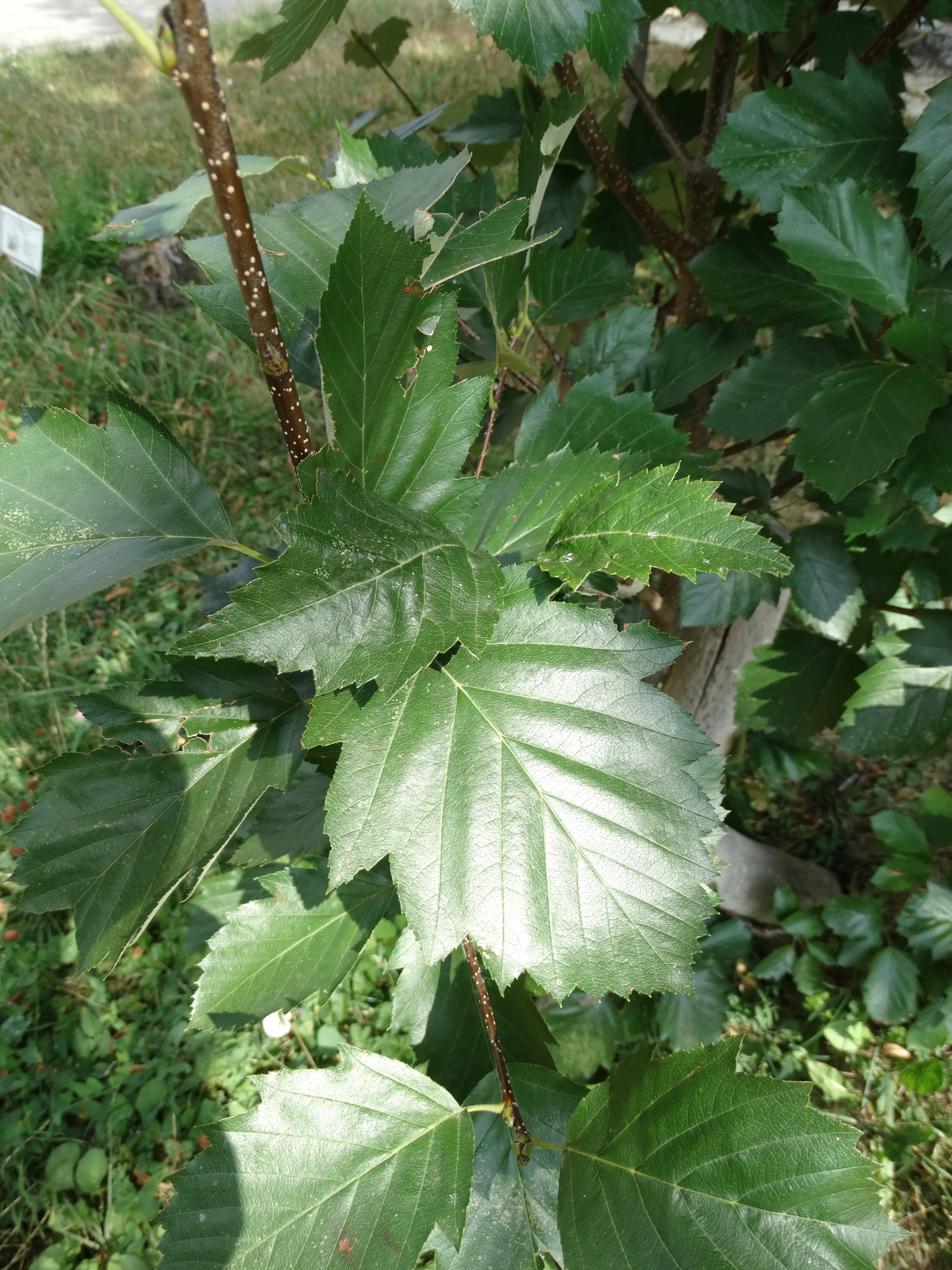 Sorbus bakonyensis (Jáv.) Kárp.