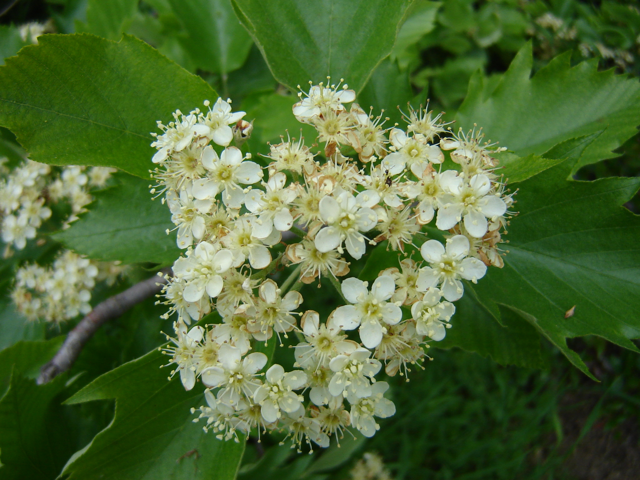 Sorbus degenii Jáv.