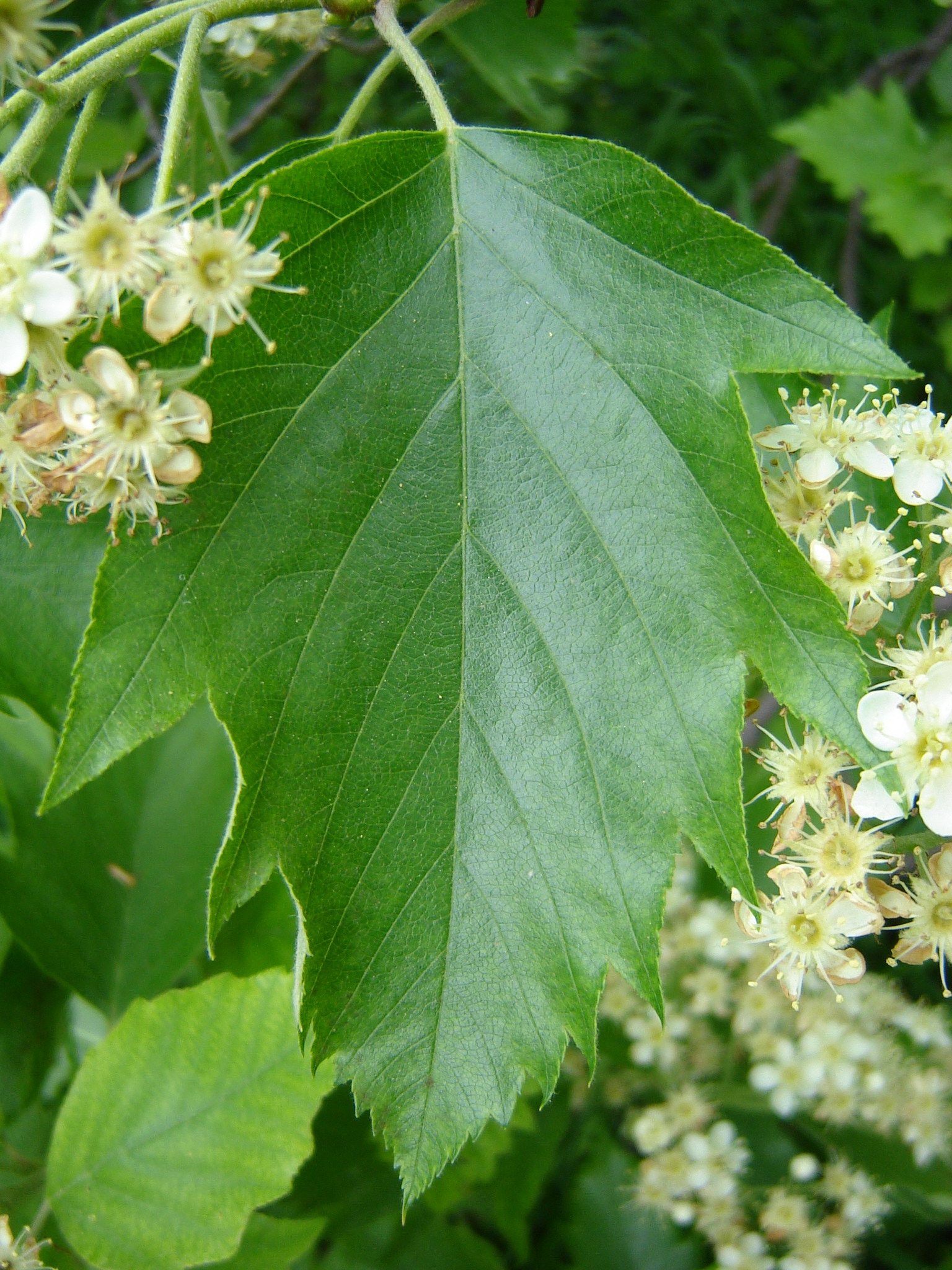 Sorbus degenii Jáv.