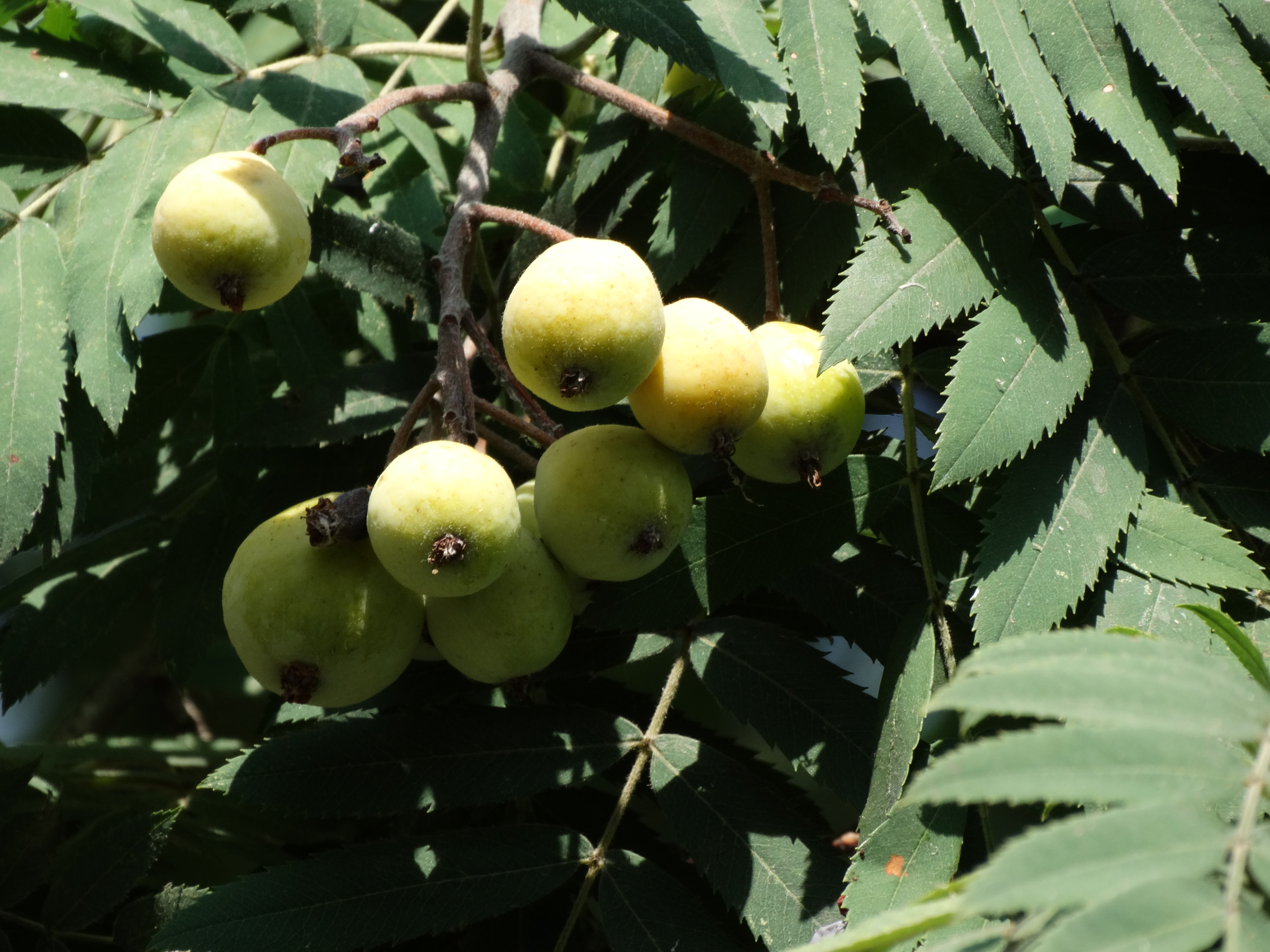 Sorbus domestica L.