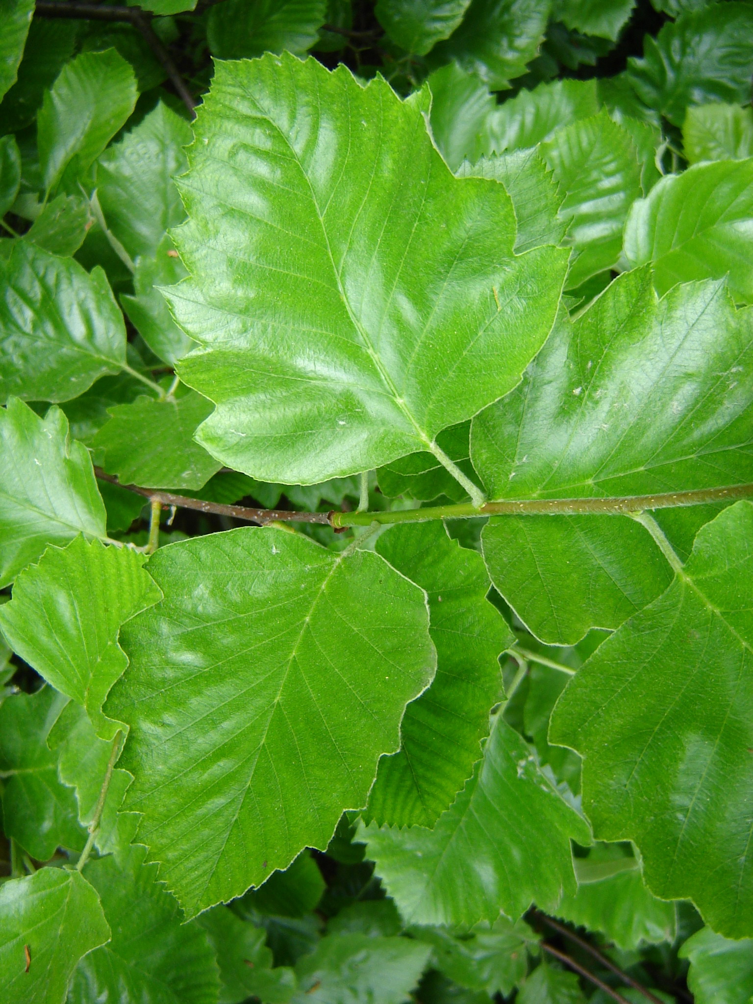 Sorbus pseudolatifolia Boros