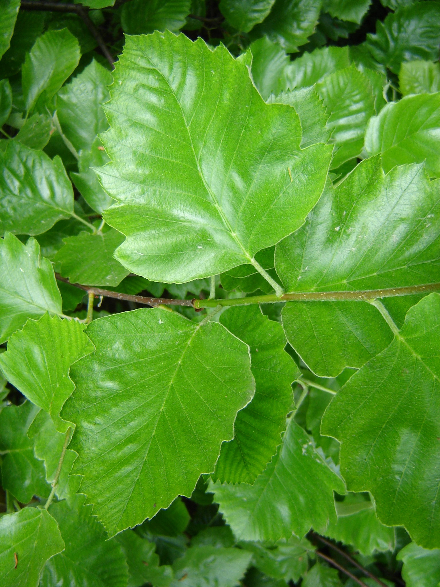 Sorbus pseudolatifolia Boros