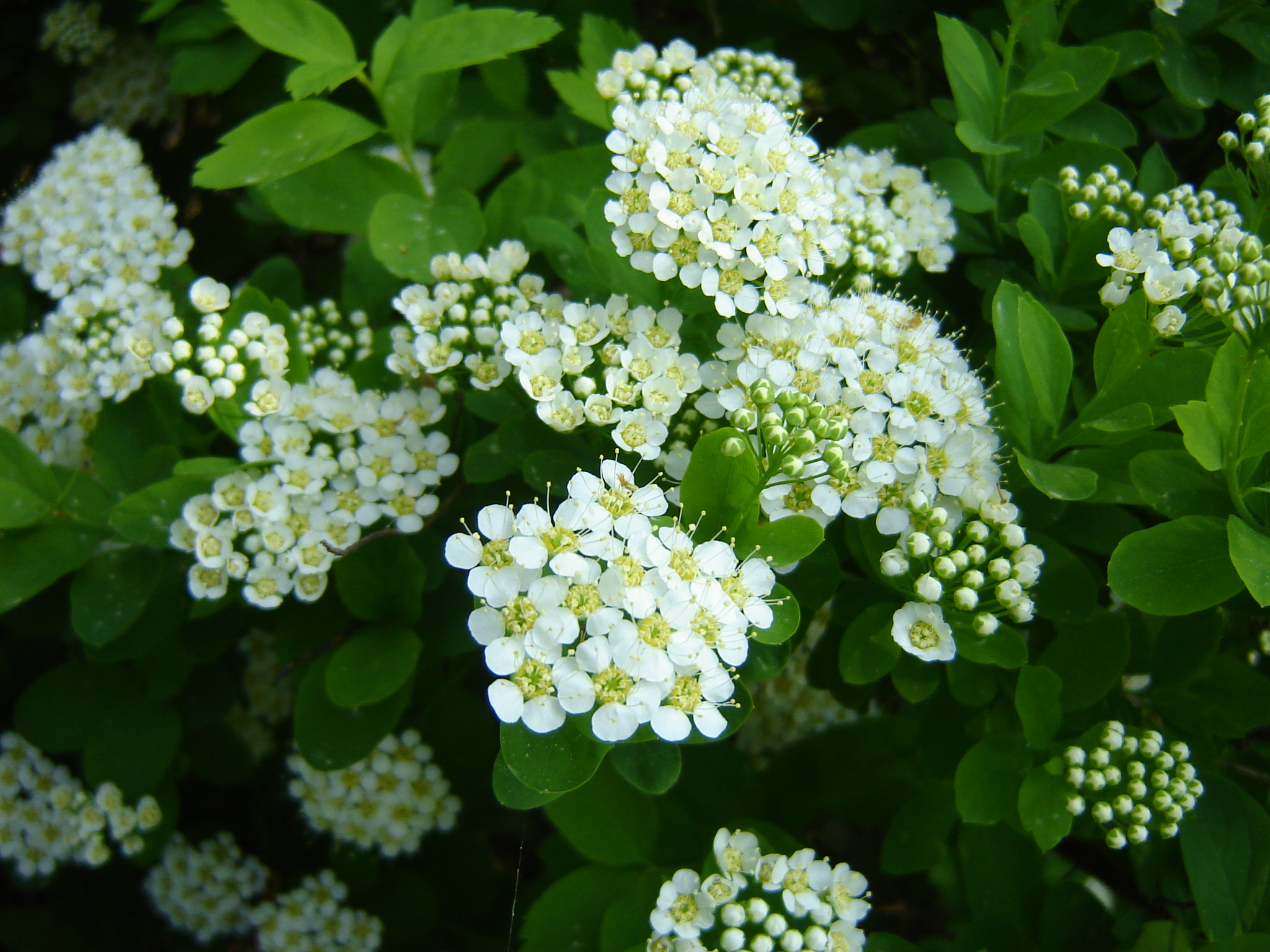 Spiraea media Schmidt