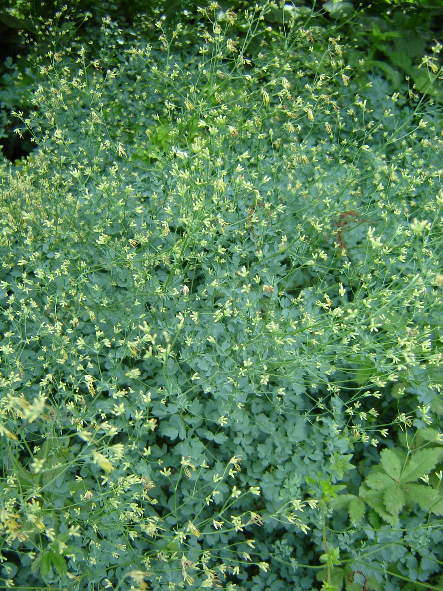 Thalictrum minus subsp. pseudominus (Borb.) Soó