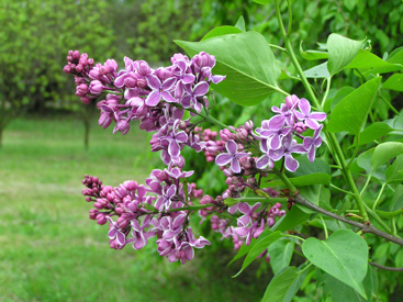 Syringa vulgaris 'Sensation'