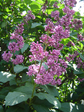 Syringa josikaea 'Smaragd'