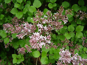 Syringa meyeri 'Palibin'